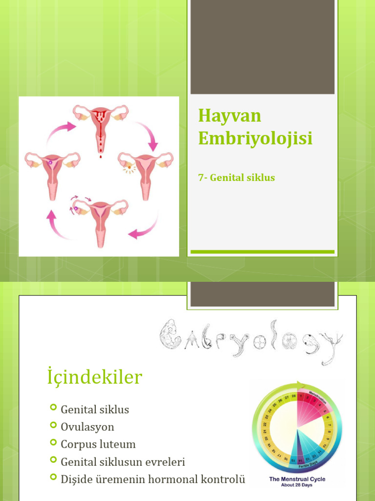 Embriyoloji 7 | PDF