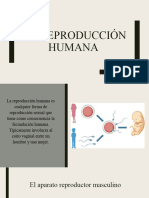 Reproducción Humana