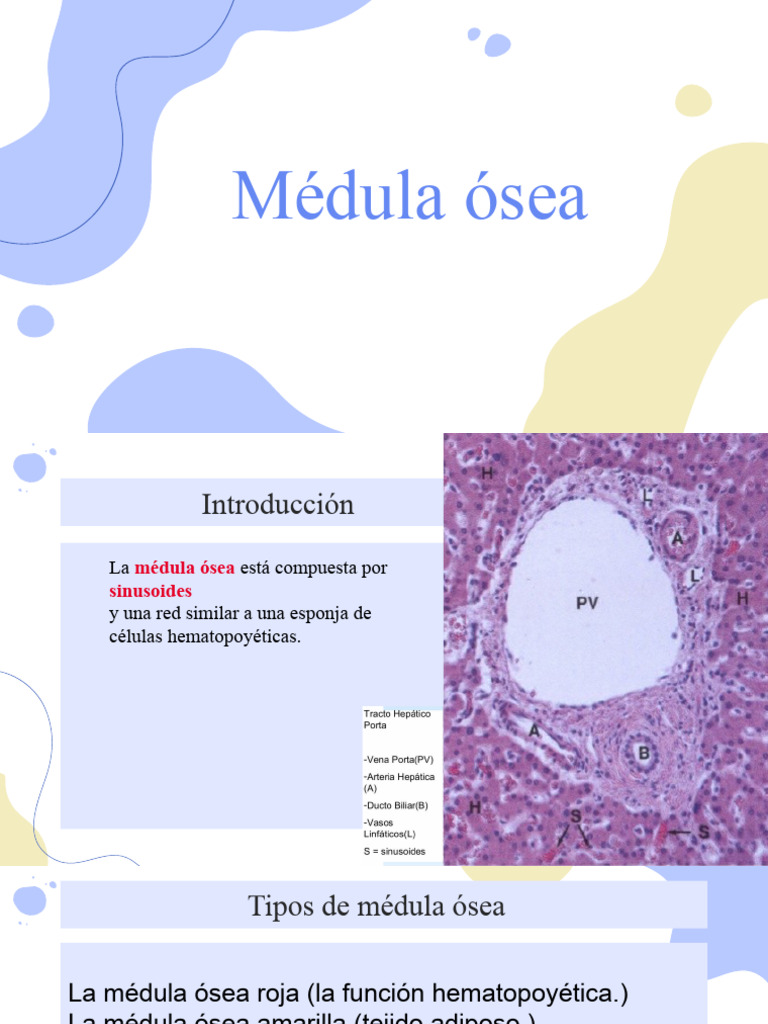 hematopoyesis-pdf-hematopoyesis-sangre