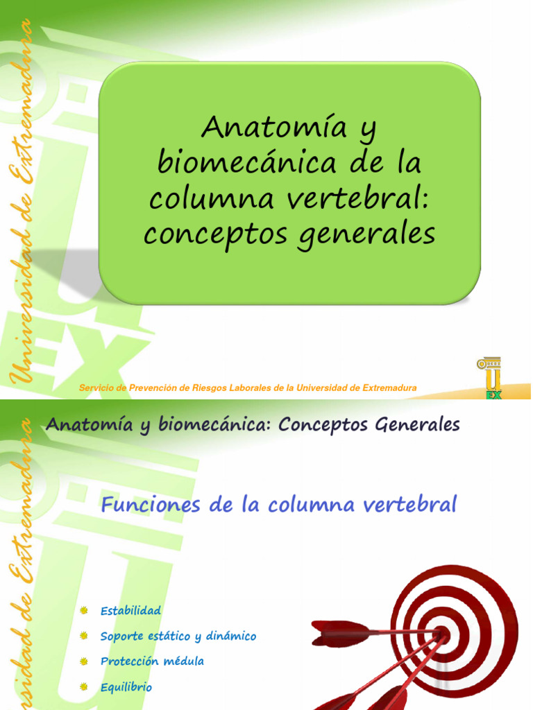 Biomecanica de La Columna | PDF | La columna vertebral | Dolor lumbar