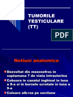 7tumorile-testiculare