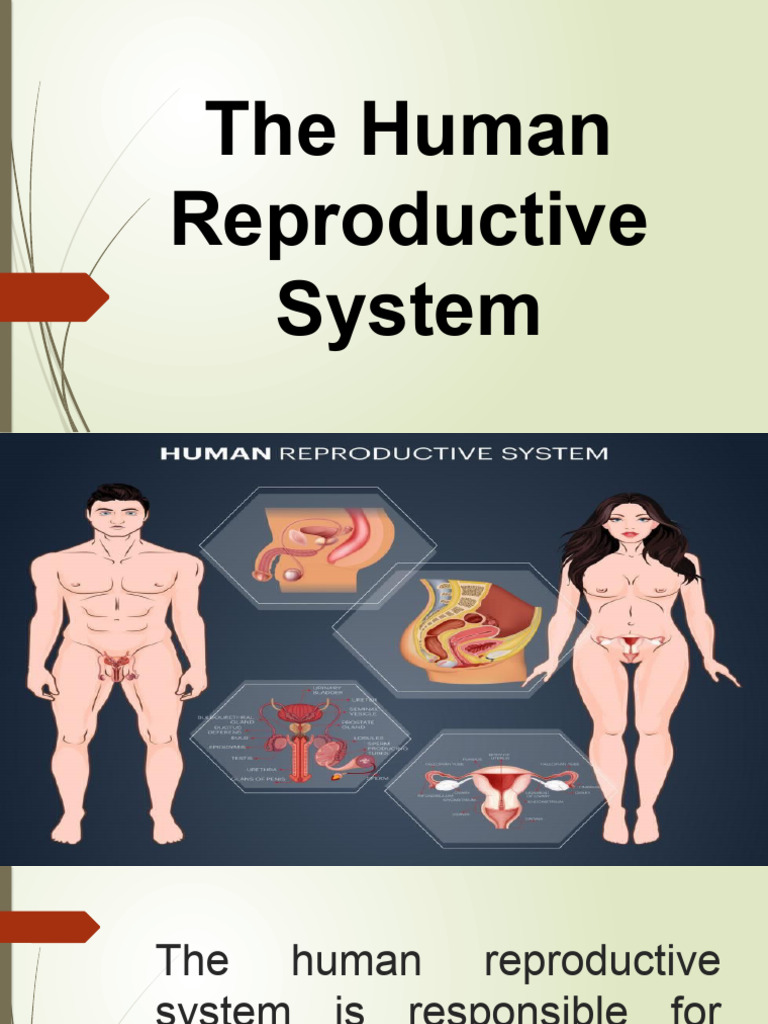 Reproductive System | PDF