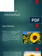 Sunflower (Helianthus)