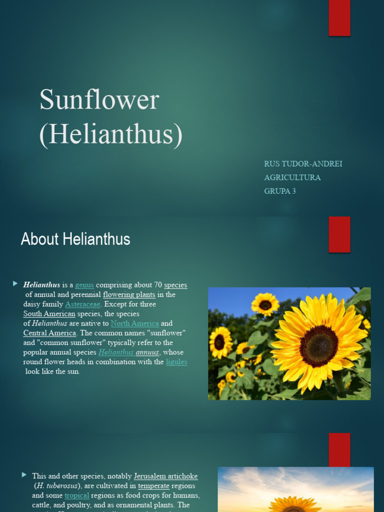 Sunflower Helianthus Pdf Organisms Horticulture