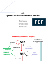 6.2. DNS Szintezis Repliokacio Es Feherjeszintezis Transzkripcio Transzlacio