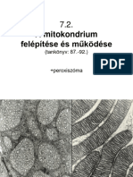 7.2 Mitokondrium Peroxiszoma