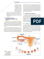 Cap 3 - Descripción Desarrollo Embrionario Pag 34 - 52