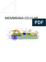 La Membrana Celular