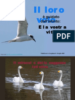 L'istinto guida gli uccelli,cosa guida l'uomo