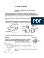 Denticion y Determinacion de La Edad