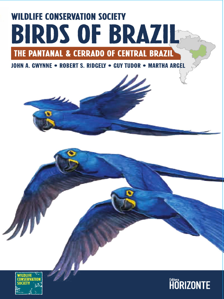 Guia Aves Ingles Download Free Pdf Birds Ornithology