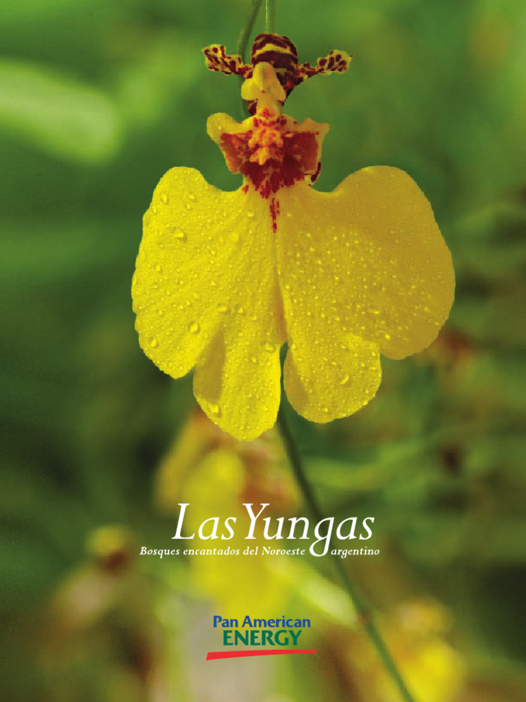 Yungas: Ecosistema y Cultura Argentina | PDF | Precipitación | Selva