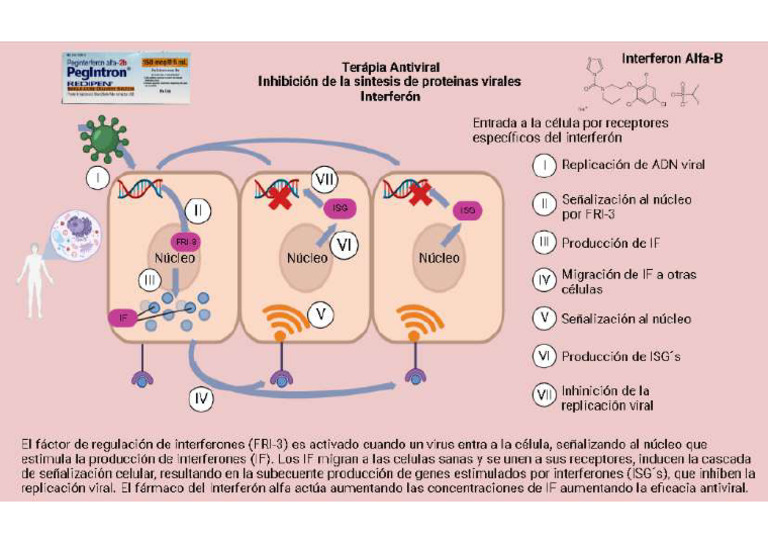 Interferón Mecanismo de Acción PDF