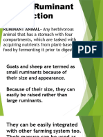 Small Ruminant First