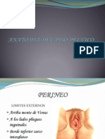Anatomia Del Piso Pelvico - PPT Mago