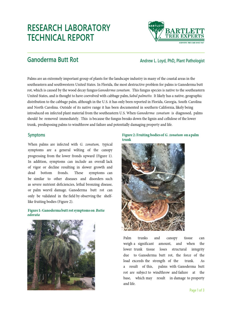 Ganoderma Butt Rot | PDF