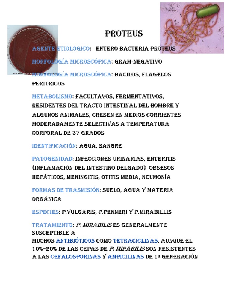 Infecciones y Tratamiento de Proteus | PDF