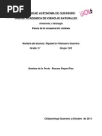 Tarea Pasos de La Cicatrizacion