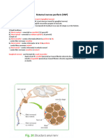 Sistemul Nervos Periferic