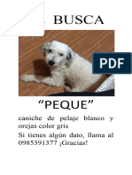 Se Busca: Caniche de Pelaje Blanco y Orejas Color Gris Si Tienes Algún Dato, Llama Al 0985391377 ¡Gracias!