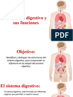 Clase 1-2 Sistema Digestivo