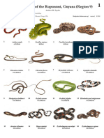 1203 Guyana Common Snakes of Rupununi