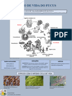 Ciclo de Vida Do Fucus