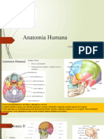 Anatomia Humana Ossos Cranio Circ Cerebral ..