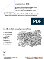 Endoplazmatikus Retikulum, Fehérjeszintézis