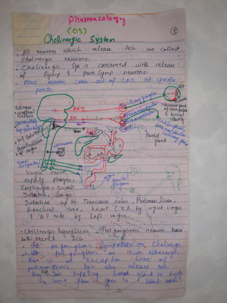 Cholinergic System PDF