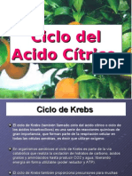 Ciclo Del Acido Citrico