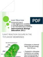 Light Reaction Generates ATP and NADPH