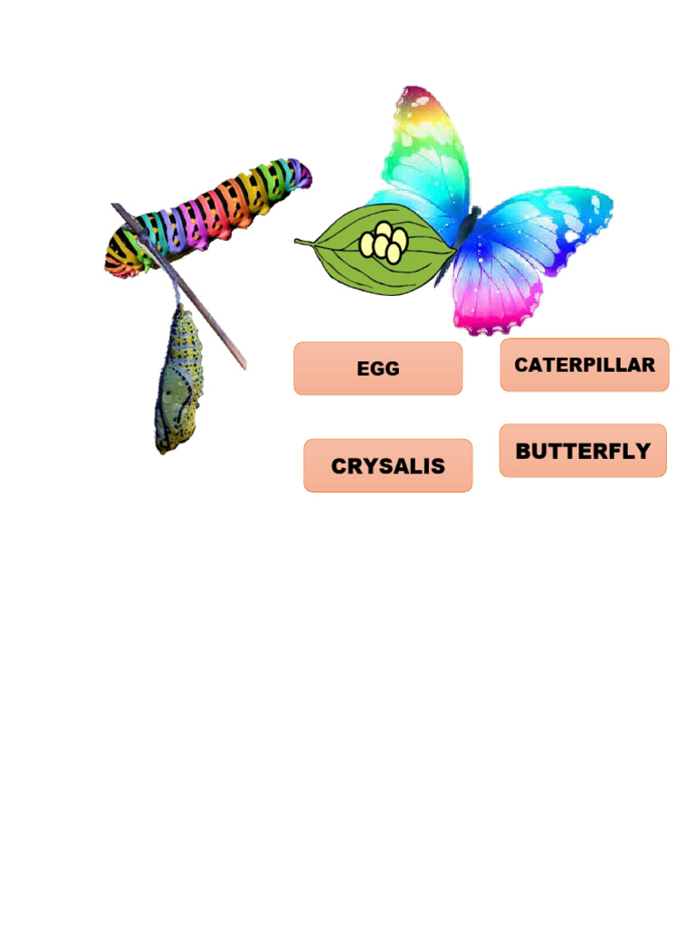 Butterfly Life Cycle | PDF