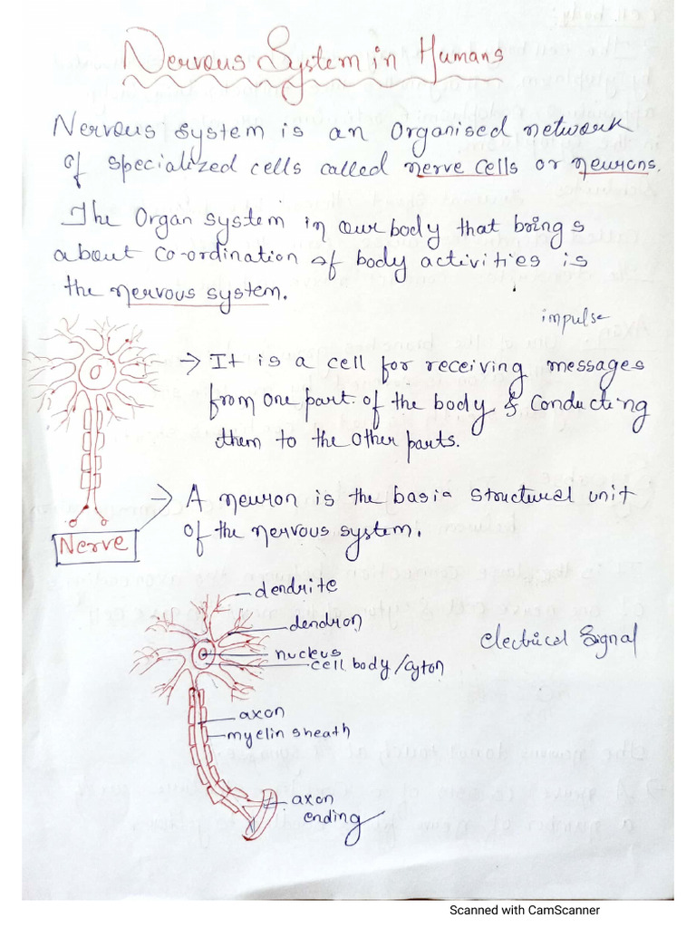 Nervous System in Humans Part 1 | PDF