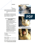 Orquiectomia PDF