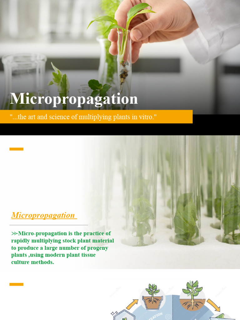 Micropropagation Techniques and Benefits | PDF | Horticultural ...