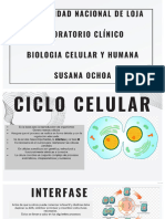 Cómo Se Da El Ciclo Celular