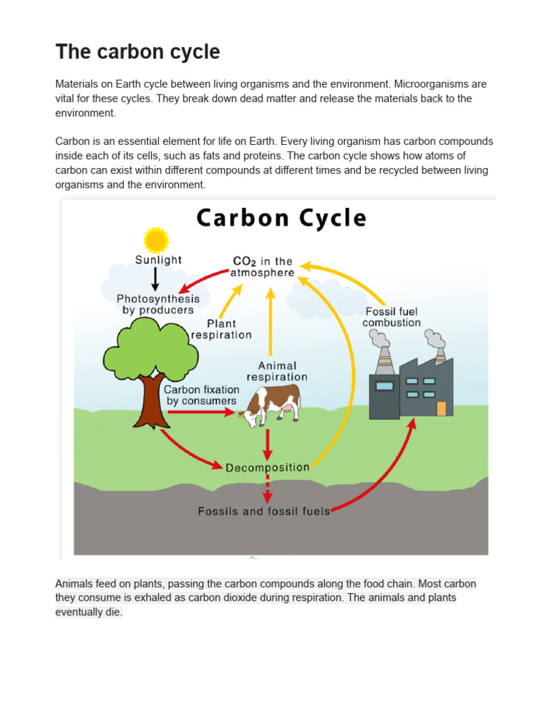 The Carbon Cycle | PDF