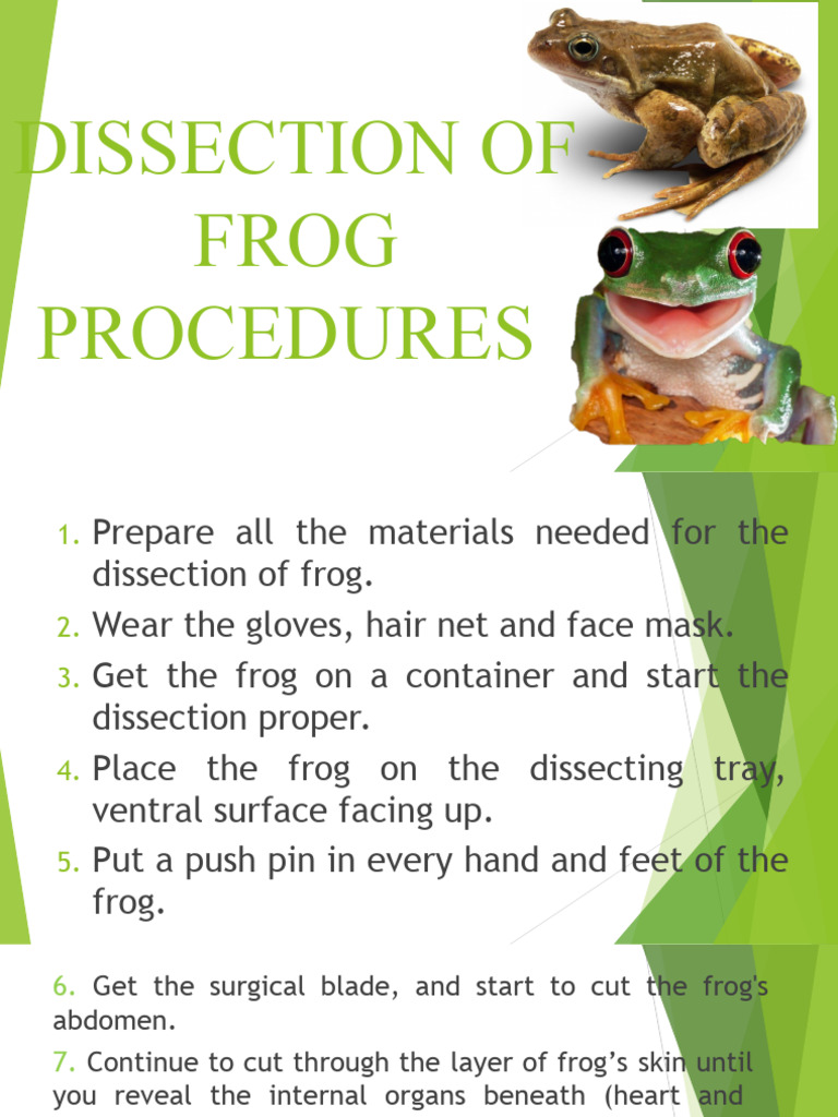 Dissection of Frog Procedures PDF