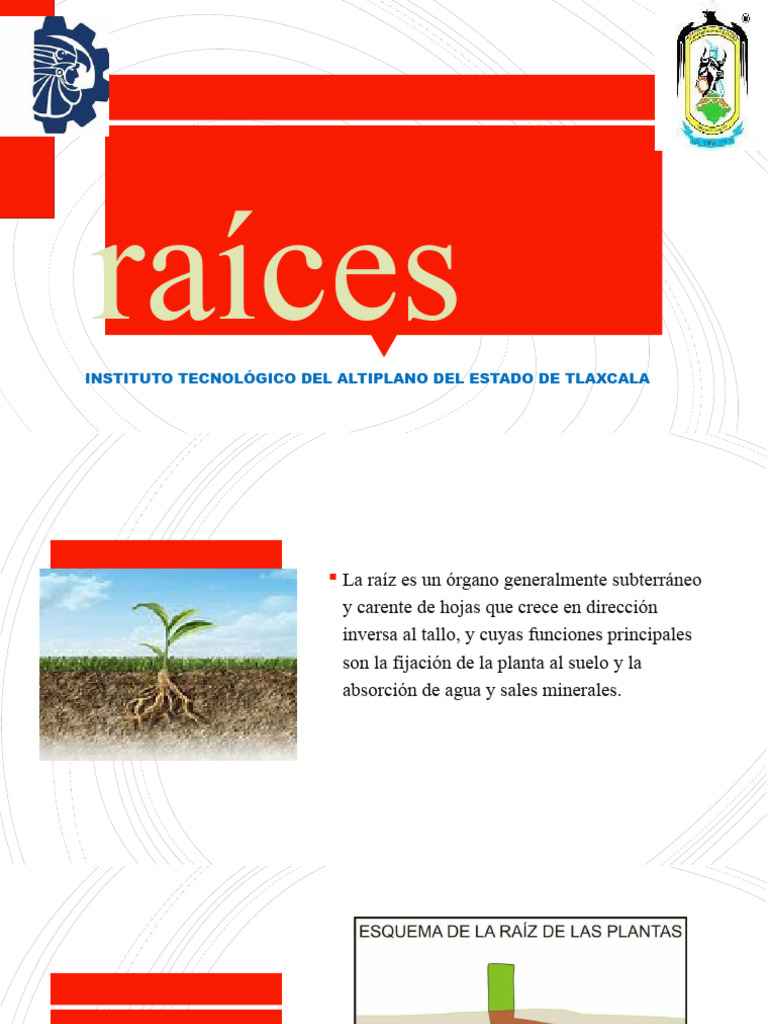 Raices Botanica | PDF