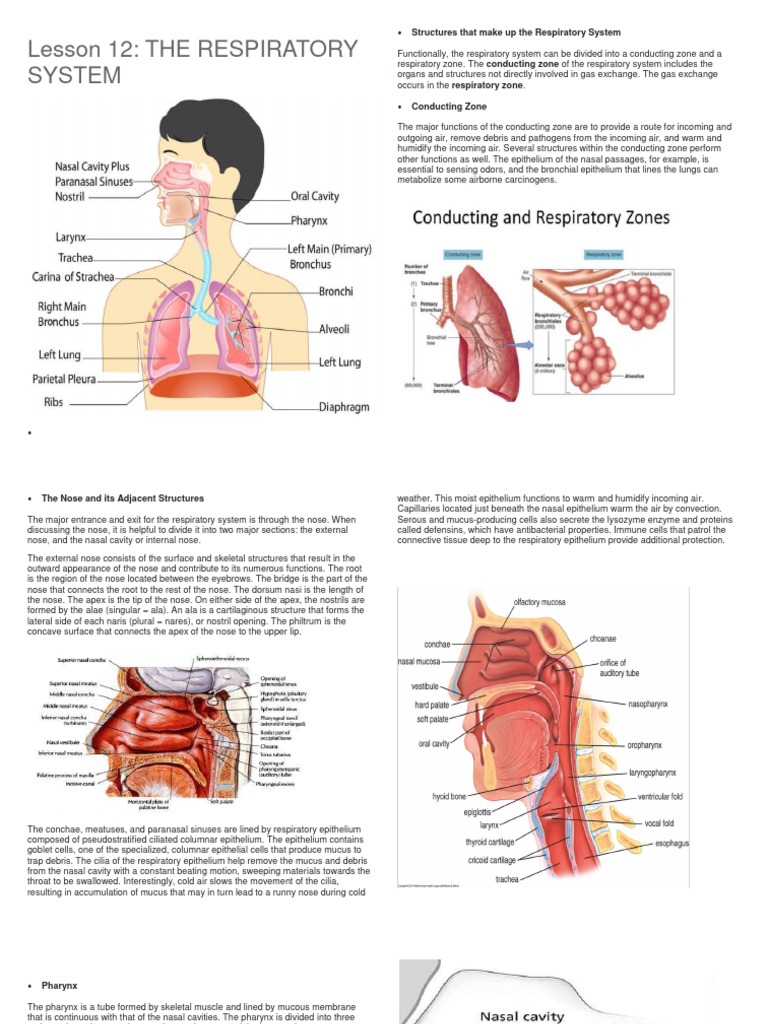 Respiratory Notes | PDF