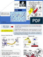 CLASE 7 Tejido Nervioso