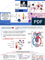 CLASE 8 Tejido Sanguineo y Hematopoyesis