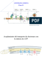 Fosforilacion Oxidativa 2