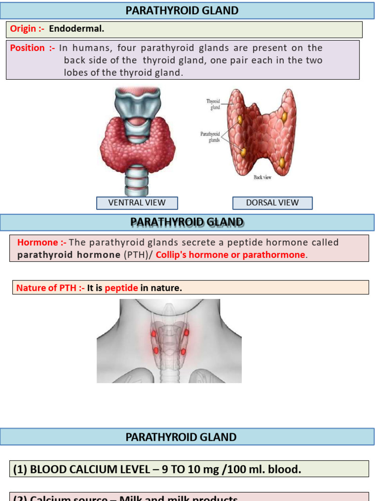 Parathyroid Gland Functions and Disorders | PDF | Parathyroid Gland ...