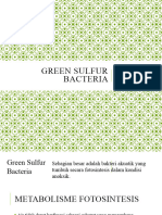 SISMIK Green Sulfur Bacteria