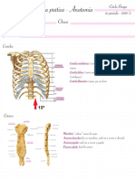 Resumo - ANATOMIA PRAìTICA - 1