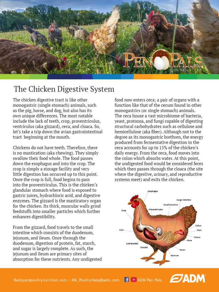 Understanding the Chicken Digestive System | PDF