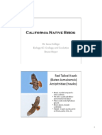 California Native Birds