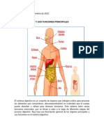 Sistema Digestivo